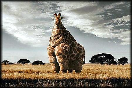 girafe michelin